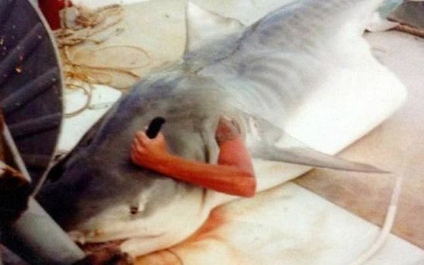 Эта странная фотография плохого качества быстро облетела Интернет. Кажется, что мужчина, проглоченный акулой, высунул руку через жабры в попытке проткнуть животное. На самом деле, австралийский рыбак поймал и выпотрошил тигровую акулу и залез внутрь, чтобы сделать фотографию.