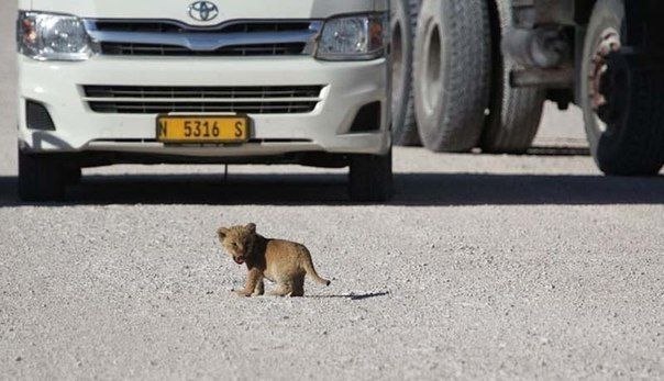 Переходящий дорогу львенок в национальном парке Etosha National Park в Намибии