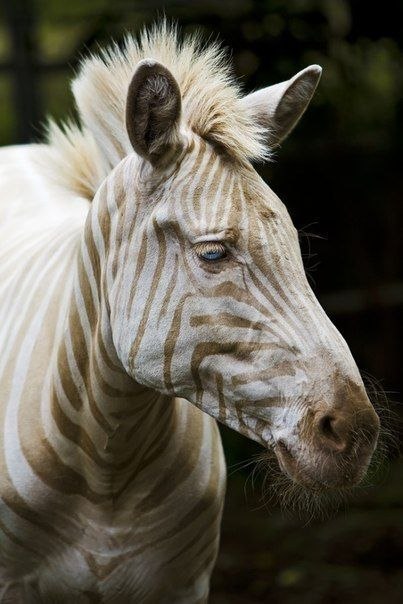 14-летняя Зои - очень редкая белая зебра с острова Молокаи. Она не альбинос, ее окрас - результат недостатка меланина в организме.