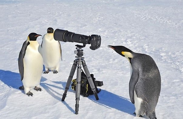 Любопытные пингвины в объективе фотографа  David C. Schultz.