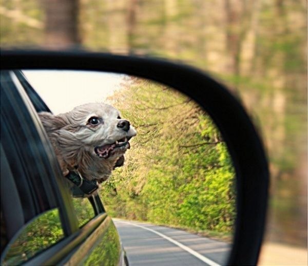 Собаки, высовывающие голову в окно автомобиля при движении