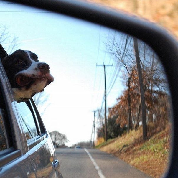 Собаки, высовывающие голову в окно автомобиля при движении
