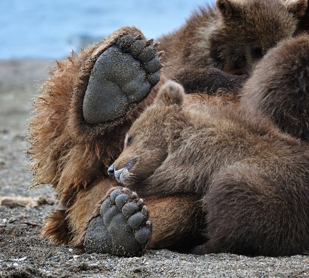 Фотографии медведей Николая Зиновьева