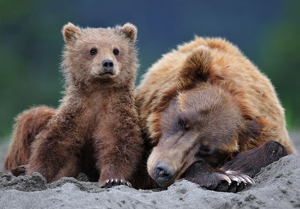 Фотографии медведей Николая Зиновьева