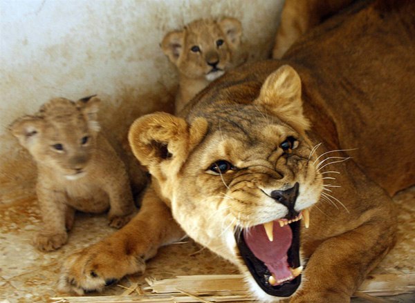 Львица Тамара рычит на посетителей, защищая своих детенышей, в вольере иорданского зоопарка в городе Амман.