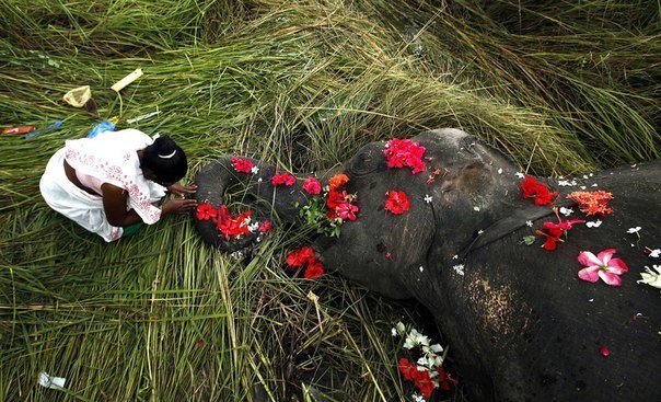 Похороны слона. Индия.
