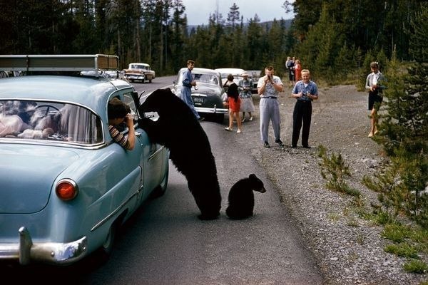 Медведица-барибал и ее медвежонок исследуют автомобиль с туристами в национальном парке Йеллоустон.