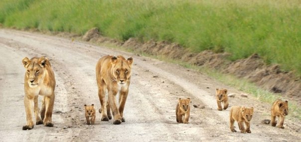Две гордые львицы вывели на прогулку своих детенышей, заповедник Масаи-Мара, Кения.