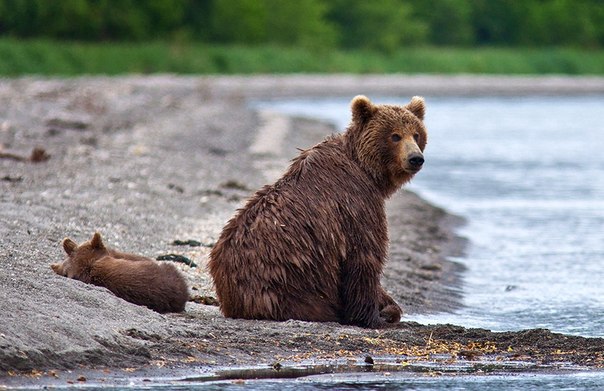 Медвежья рыбалка в Кроноцком заповеднике, Камчатка, Россия. автор фотографий - Сергей Краснощёков.