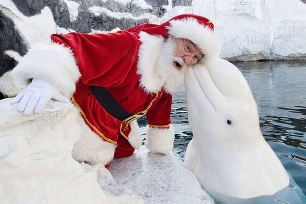 Санта Клаус и белуга.