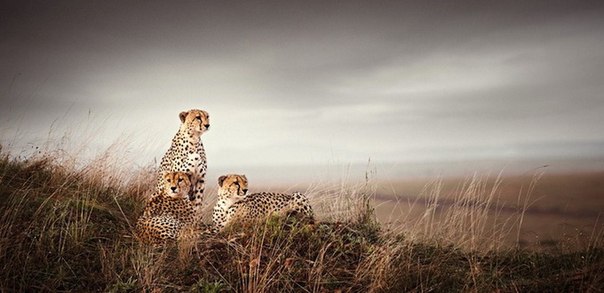 Африканская дикая природа от фотографа Klaus Tiedge
