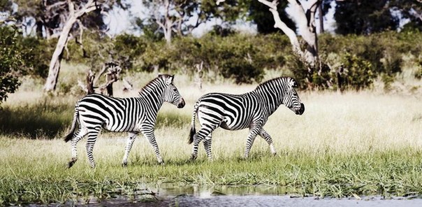 Африканская дикая природа от фотографа Klaus Tiedge