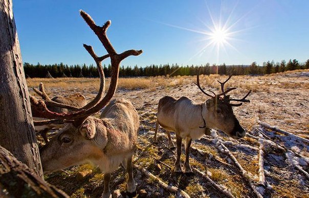 В Лапландии, на родине Санта Клауса,  с пропиской” проживает 185 000 людей и 200 000 оленей.