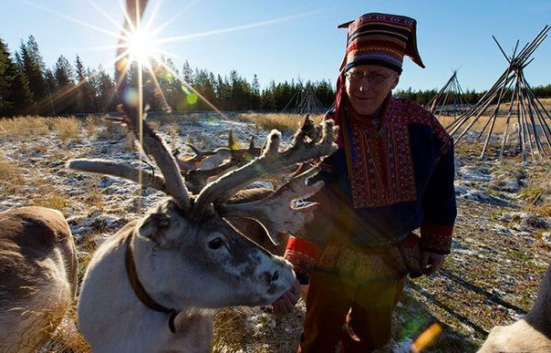 В Лапландии, на родине Санта Клауса,  с пропиской” проживает 185 000 людей и 200 000 оленей.