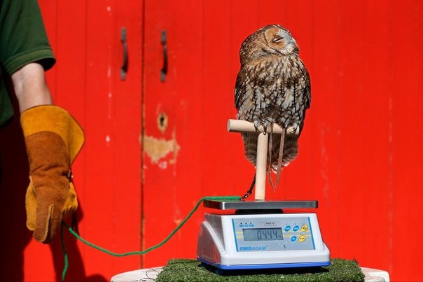 Ежегодное взвешивание и измерение животных в Лондонском зоопарке, Великобритания. 