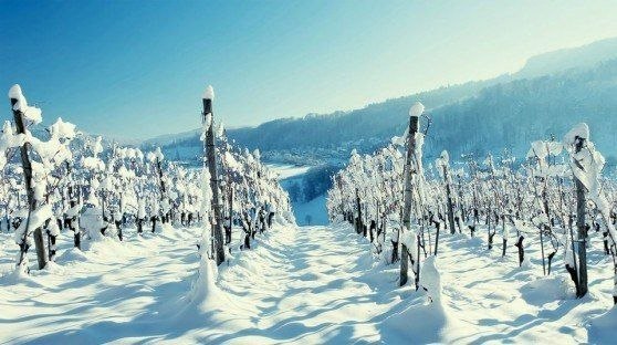 Виноградники зимой.