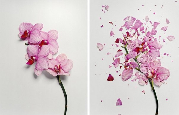 Художник и фотограф Джон Схиреман (Jon Shireman) создал замечательную серию Broken Flowers. Цветы, которые были заморожены при помощи жидкого азота, затем были разбиты на тысячу кусков.