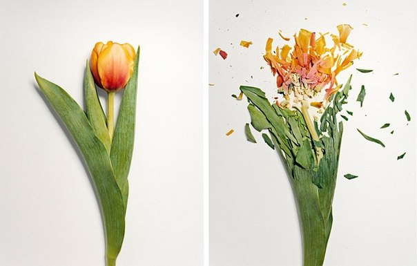 Художник и фотограф Джон Схиреман (Jon Shireman) создал замечательную серию Broken Flowers. Цветы, которые были заморожены при помощи жидкого азота, затем были разбиты на тысячу кусков.