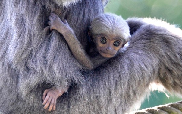 Самка серебристого гиббона Пангранго держит на руках своего детеныша в зоопарке Хеллабрунн в Мюнхене, Германия.