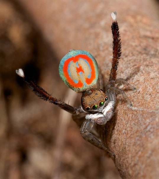 Красочный паук-павлин. Яркие цвета и красочные узоры закрылок присуще только самцам паукам и используются для привлечения противоположного пола.