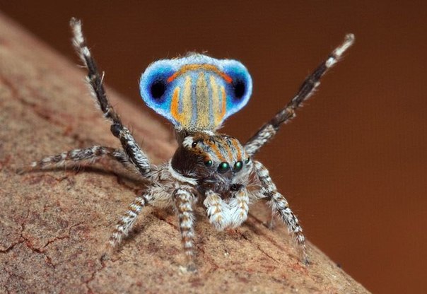 Красочный паук-павлин. Яркие цвета и красочные узоры закрылок присуще только самцам паукам и используются для привлечения противоположного пола.
