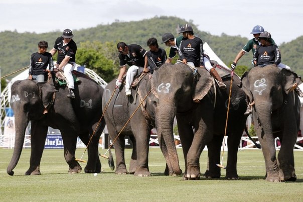 Поло на слонах за Кубок Короля Таиланда