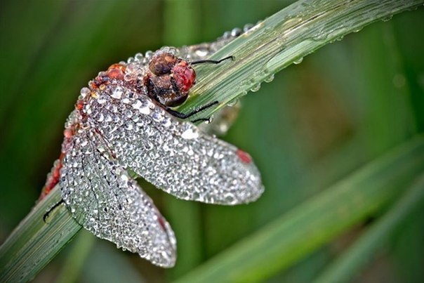 Макрофотографии насекомых в утренней росе от Давида Шамбона