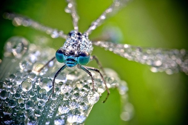 Макрофотографии насекомых в утренней росе от Давида Шамбона