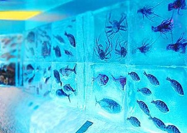 В японском городе Кесеннуме можно найти необычный ледяной аквариум. Там есть множество морских обитателей, литры воды и все это находится в замерзшем состоянии.