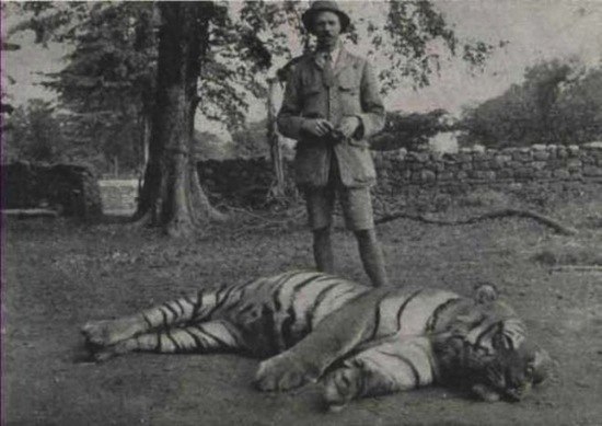 Самка бенгальского тигра однажды попробовала вкус человеческой плоти, охраняя детёнышей, на которых покусились охотники. И этот вкус так ей понравился, что после этого люди стали её единственным объектом охоты.