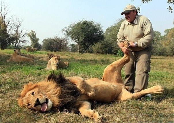 Британский 50-тилетний смотритель парка Алекс Ларенти (Alex Larenty) спокойно потирает лапы огромного льва по кличке Jamu. Лев просто балдеет от удовольствия и ведет себя как обычный котенок