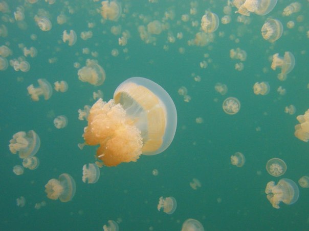 Озеро медуз в архипелаге Скалистых островов в республике Палау образовалось в результате столкновения двух тектонических плит на границе с океаном. Появилась впадина, отделяющаяся от океана, а через поры в известняке просочилась вода, образовавшая полукилометровое соленое озеро. Крупные морские животные не могли туда попасть, в вот медузы сумели. У медуз не оказалось хищников, поэтому популяция этих существ росла.
