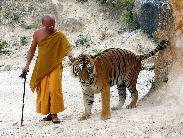 Храм тигров в Таиланде или удивительная дружба между людьми и хищниками