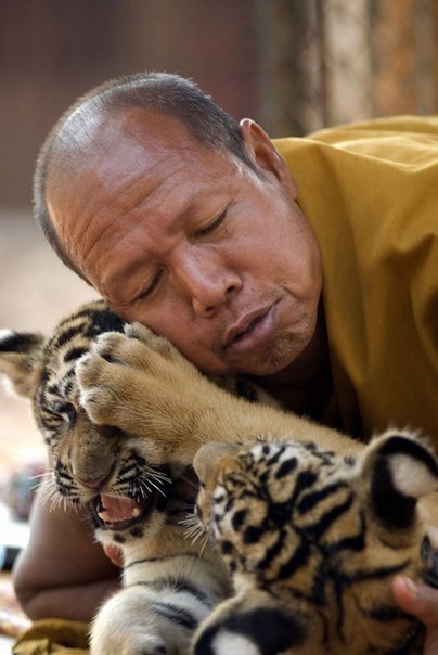 Храм тигров в Таиланде или удивительная дружба между людьми и хищниками