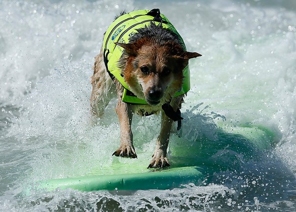 Соревнования собак-серферов в Калифорнии.