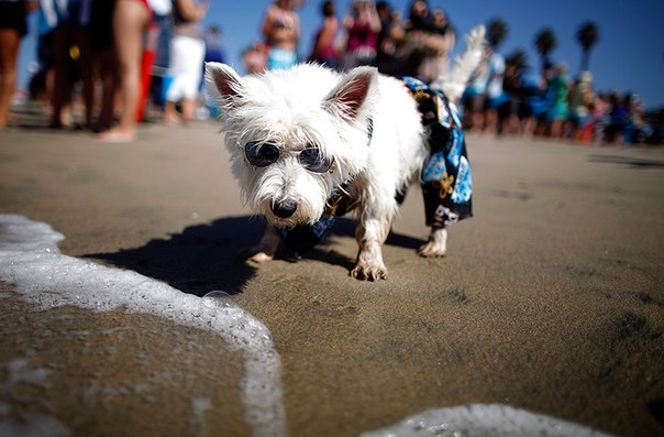 Соревнования собак-серферов в Калифорнии.