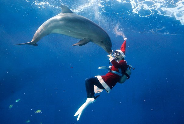 Водолаз в костюме Санта Клауса плавает с дельфинами в парке развлечений «Hakkeijima Sea Paradise» в Йокогаме, Япония, 27 ноября 1012 года.