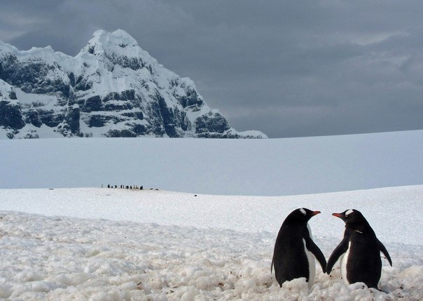 Пингвины в окрестностях Порт-Локрой, Антарктида. Автор фото: Marius Ilies.