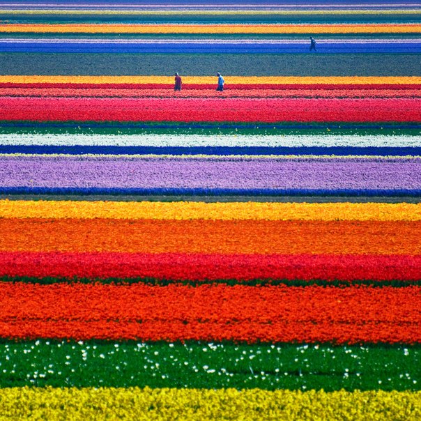 Поля тюльпанов в Голландии. Автор фотографии -  Allard One.
