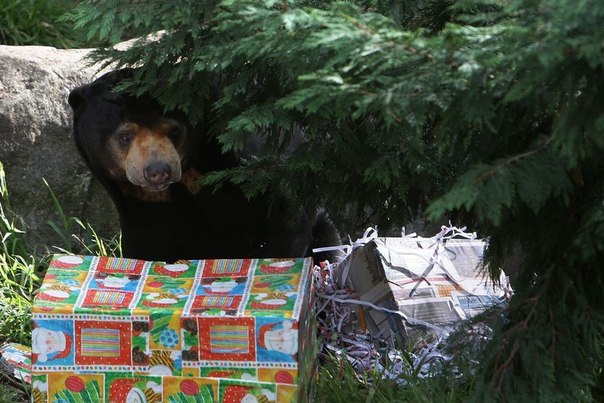 Животные из зоопарка Таронга в Сиднее, Австралия, получили свои первые подарки в честь новогодних праздников.