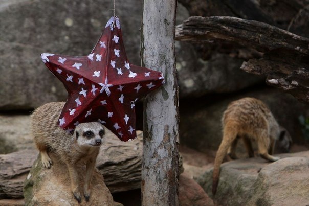 Животные из зоопарка Таронга в Сиднее, Австралия, получили свои первые подарки в честь новогодних праздников.