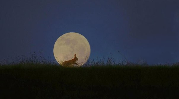 Дикая природа на фоне полной Луны от фотографа Стива Адамса