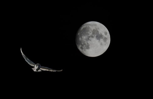 Дикая природа на фоне полной Луны от фотографа Стива Адамса