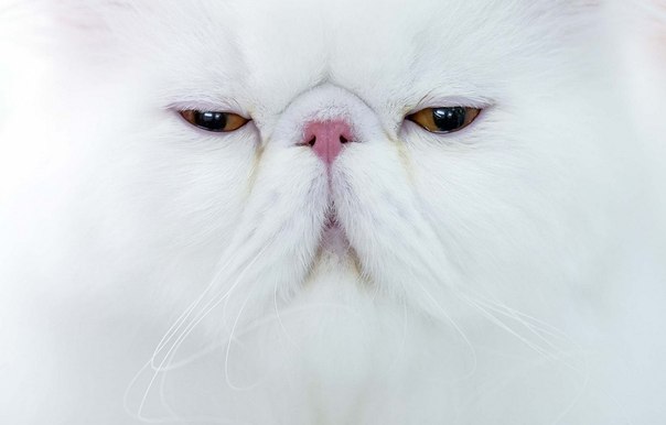 Персидский кот ждет решения судей на международном конкурсе кошачьей красоты Sofisticat 2012 в Бухаресте, Румыния. Автор фотографии -Vadim Ghirda.