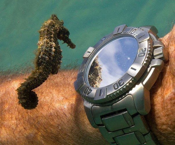 Морской конек разглядывает часы аквалангиста.