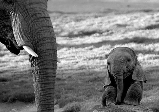 Новорожденный слоненок начинает становиться на ноги. Менее чем через неделю он, вероятно, будет весить от 70 до 120 килограмм, что составляет приблизительно 1/100 часть веса взрослого слона.