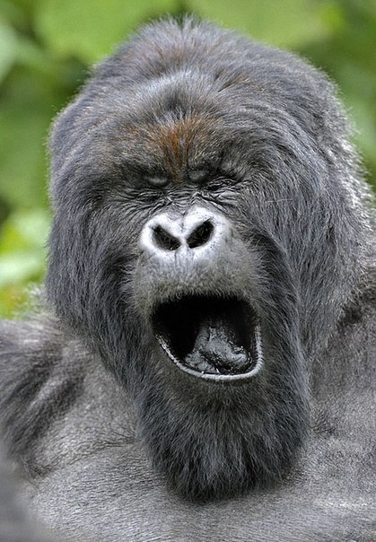 Фотографии горилл от Энди Роуз