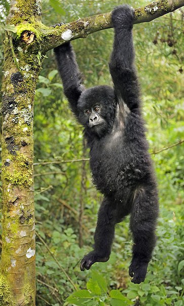 Фотографии горилл от Энди Роуз
