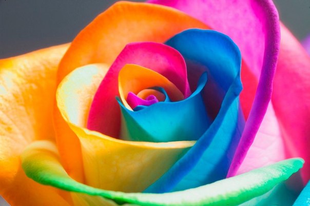 Разноцветная роза, созданная пищевыми красителями.