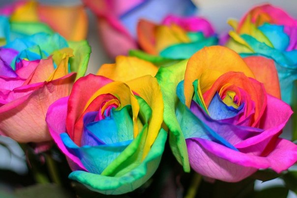 Разноцветная роза, созданная пищевыми красителями.